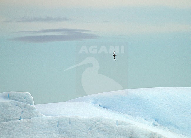Antarctic Petrel (Thalassoica antarctica) flying over the southern Atlantic ocean. stock-image by Agami/Pete Morris,