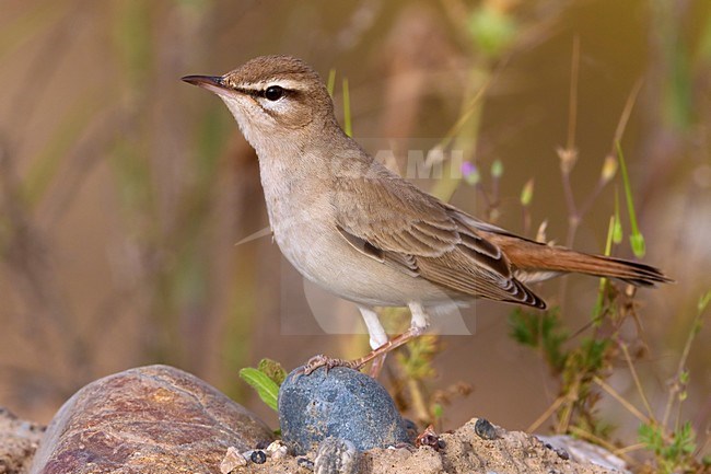 Oostelijke Rosse Waaierstaart zittend op de grond; Eastern Rufous-tailed Scrub-robin perched on the ground stock-image by Agami/Daniele Occhiato,