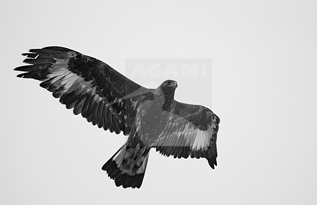 Steenarend in vlucht, Golden Eagle in flight stock-image by Agami/Markus Varesvuo,