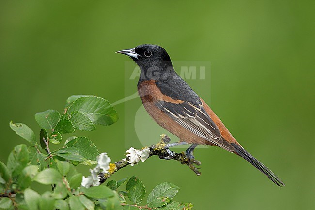 Adult male Orchard Oriole (Icterus spurius) in Galveston Co., Texas, United States. Perched on a branch against green background. stock-image by Agami/Brian E Small,