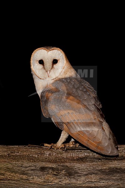Kerkuil in schuur; Barn Owl in a barn stock-image by Agami/Han Bouwmeester,