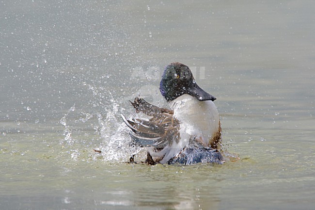 Badderend mannetje Slobeend; Bathing male Northern Shoveler stock-image by Agami/Daniele Occhiato,