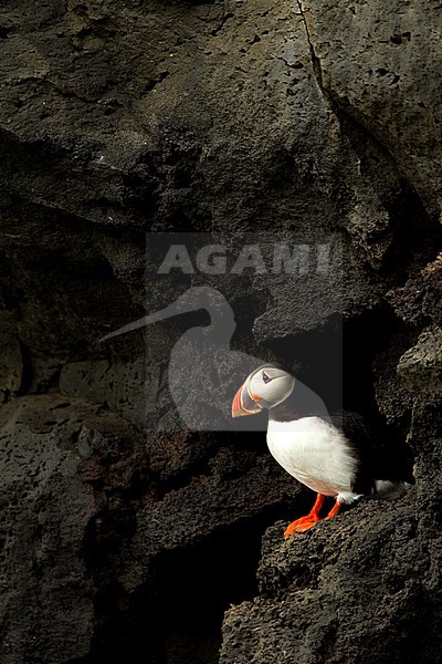 Papegaaiduiker staand op rots; Atlantic Puffin perched on rock stock-image by Agami/Danny Green,