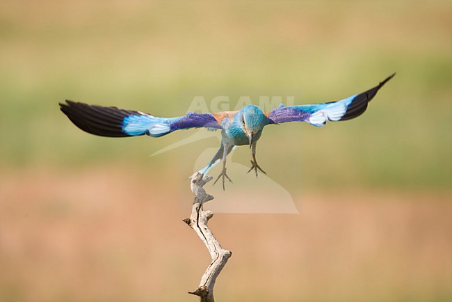 Scharrelaar landend op tak; European Roller landing on perch stock-image by Agami/Marc Guyt,