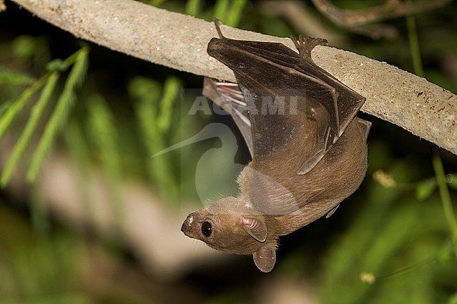 Egyptian Fruit Bat -  Nilflughund - Rousettus aegyptiacus, Oman stock-image by Agami/Ralph Martin,