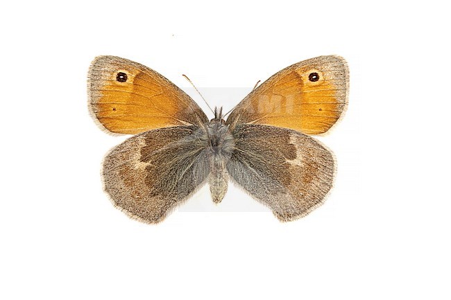 Hooibeestje, Small Heath, Coenonympha pamphilus stock-image by Agami/Wil Leurs,