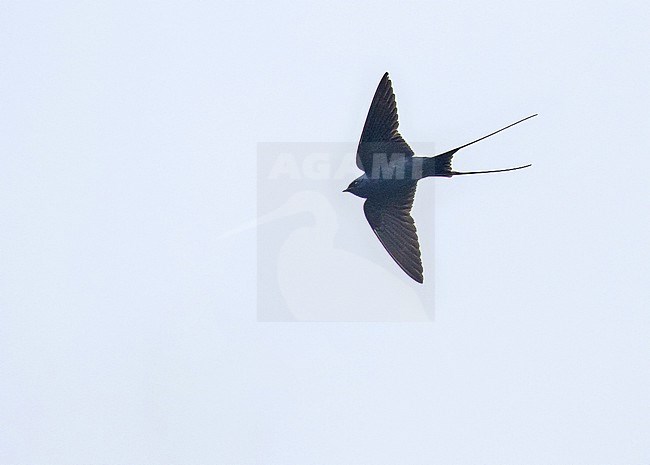 Flying Blue Swallow (Hirundo atrocaerulea) in South Africa. stock-image by Agami/Pete Morris,