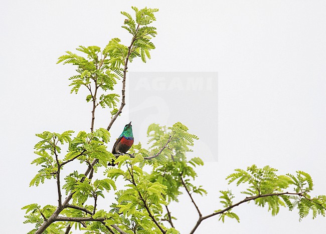 Adult male Neergaard's Sunbird (Cinnyris neergaardi) in South Africa. stock-image by Agami/Pete Morris,