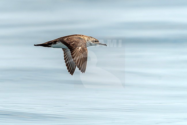 Black-vented shearwater (Puffinus opisthomelas) off Mexico. stock-image by Agami/Dani Lopez-Velasco,