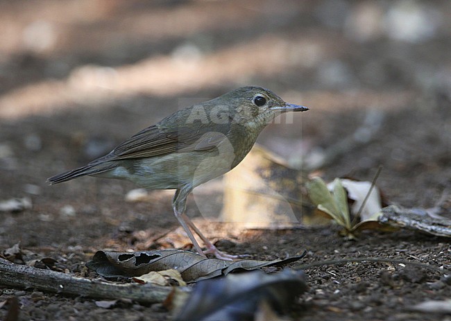 Siberian Blue Robin (Larvivora cyane) wintering in Vietnam. stock-image by Agami/James Eaton,