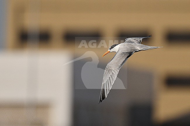 Lesser Crested Tern (Sterna bengalensis)  in Oman. stock-image by Agami/Laurens Steijn,