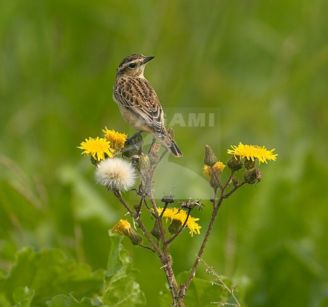 Whinchat immature perched; Paapje onvolwassen zittend stock-image by Agami/Hans Gebuis,