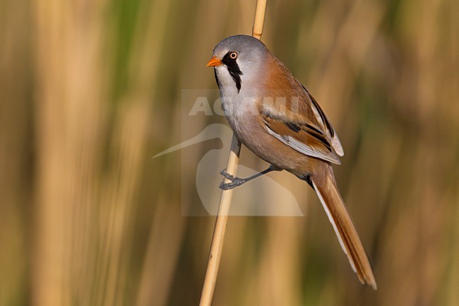 Mannetje Baardman in het riet, Male Bearded Reedling in reed stock-image by Agami/Daniele Occhiato,