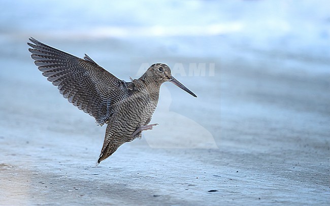 Eurasian Woodcock (Scolopax rusticola) landing on road showing underwing at Blåvand, Denmark stock-image by Agami/Helge Sorensen,
