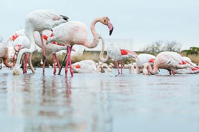 Adult Greater Flamingo (Phoenicopterus roseus) in the Provence, France. stock-image by Agami/Ralph Martin,