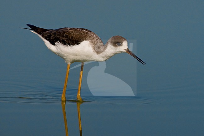 Wadende juveniele Steltkluut; Juvenile Black-winged Stilt wading stock-image by Agami/Daniele Occhiato,