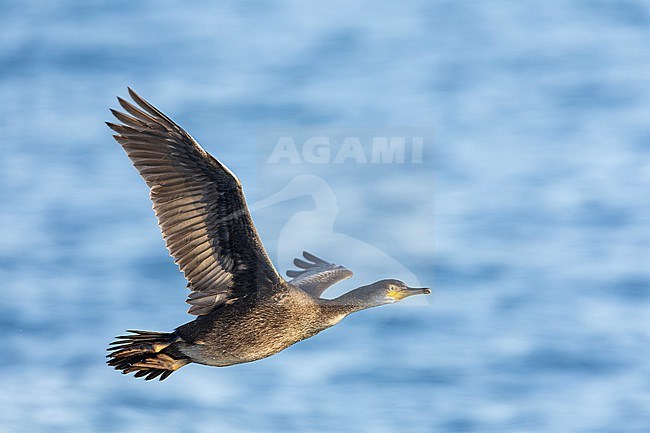 Immature European Shag (Phalacrocorax aristotelis aristotelis) off the coast of the Isles of Scilly, Cornwall, England, during autumn. stock-image by Agami/Marc Guyt,