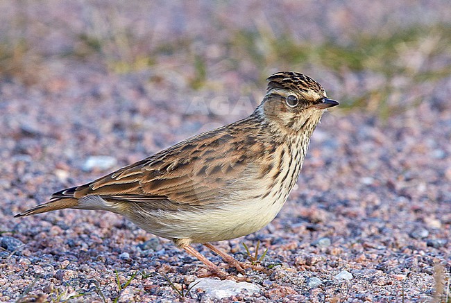 Wood Lark (Lullula arborea) perched on the ground, Utö Finland October 2015 stock-image by Agami/Markus Varesvuo,