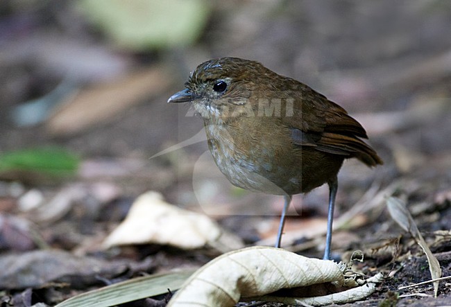 Caldasmierpitta staand op bosbodem; Brown-banded Antpitta standing on the forest floor stock-image by Agami/Marc Guyt,