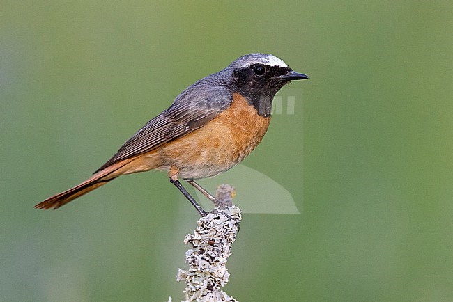 Common Redstart (Phoenicurus phoenicurus), side view of an adult male perched on a branch, Campania, Italy stock-image by Agami/Saverio Gatto,