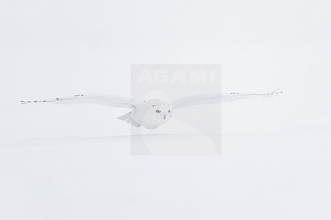 Snowy Owl (Bubo scandiacus) in snow covered landscape in Ontario Canada. stock-image by Agami/Marcel Burkhardt,