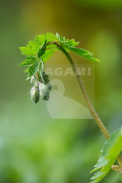 Dusky Crane's-bill flower buds stock-image by Agami/Wil Leurs,