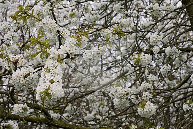 Fruitbomen in de Betuwe; Orchards in the Betuwe stock-image by Agami/Marc Guyt,