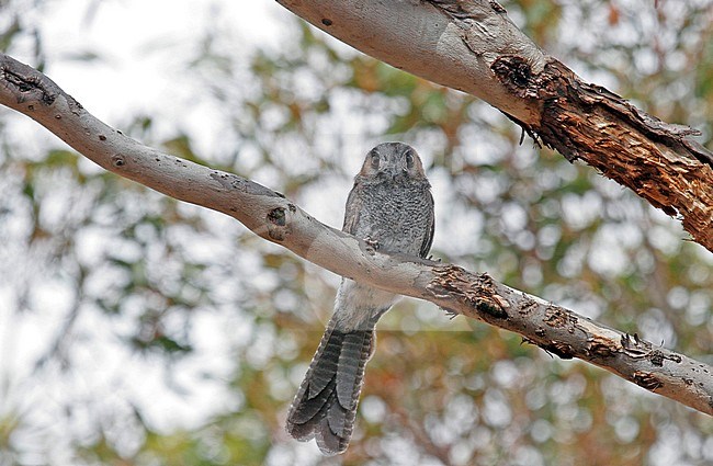 Australian owlet-nightjar (Aegotheles cristatus) resting during daytime in Australia. stock-image by Agami/Pete Morris,