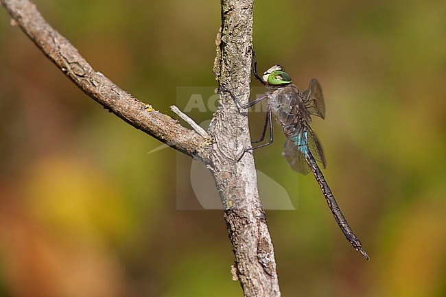 Imago Zuidelijke keizerlibel; Adult Lesser Emperor; stock-image by Agami/Fazal Sardar,