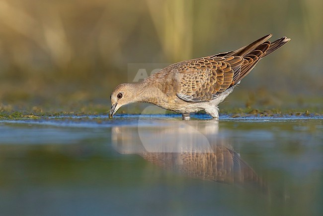 Immature Eurasian Turtle Dove, Streptopelia turtur, in Italy. stock-image by Agami/Daniele Occhiato,