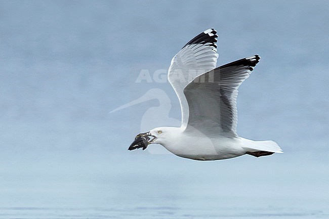 Adult American Herring Gull (Larus smithsonianus) in flight in
Monmouth County, New Jersey, USA.
March 2017 stock-image by Agami/Brian E Small,