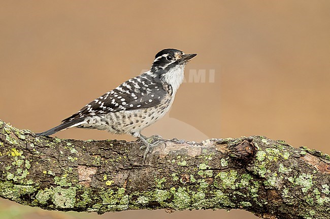 Adult female
Santa Barbara Co., CA
November 2022 stock-image by Agami/Brian E Small,