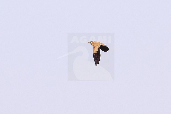 Temminck's Courser (Cursorius temminckii) flying against a blue sky as a background, Gambia stock-image by Agami/Tomas Grim,