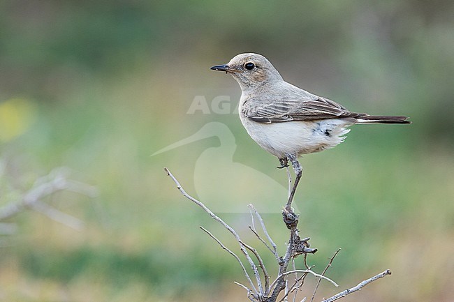 Adult female Finsch's Wheatear in Tajikistan, perched on a small bush. stock-image by Agami/Ralph Martin,