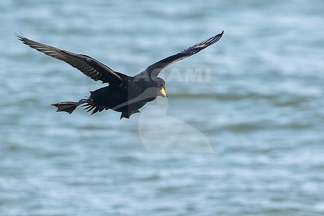 Wintering male Common Scoter (Melanitta nigra) landing on the water of the North sea at the zuidpier of IJmuiden, Netherlands. stock-image by Agami/Martijn Verdoes,