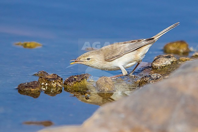 Adult Eastern Olivaceous Warbler, sitting on a pool in Aghmakou oasis, Mauritania. April 08, 2018. stock-image by Agami/Vincent Legrand,