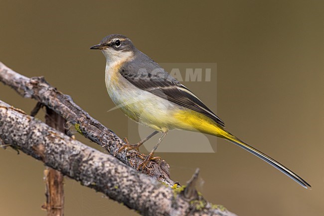Grote gele Kwikstaart; Grey Wagtail stock-image by Agami/Daniele Occhiato,