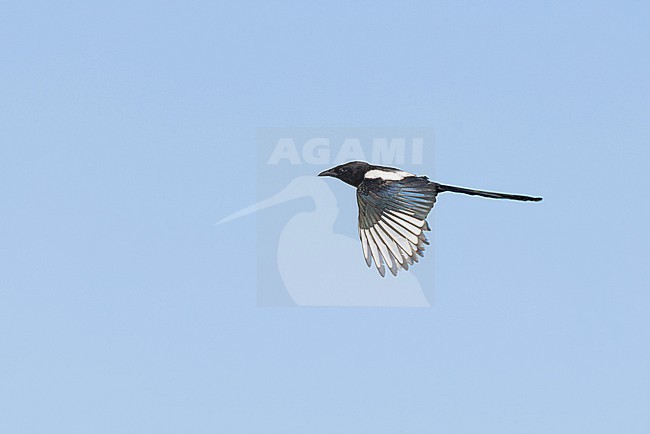oriental magpie (pica serica) in flight, found near Khalk River in eastern Mongolia in Dornod Aimag stock-image by Agami/Mathias Putze,
