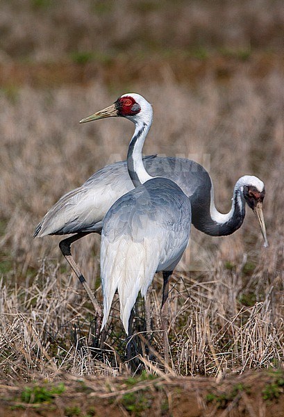 Wintering White-naped Crane (Antigone vipio) on the island Kyushu in Japan. Two cranes standing in an agricultural field. stock-image by Agami/Marc Guyt,