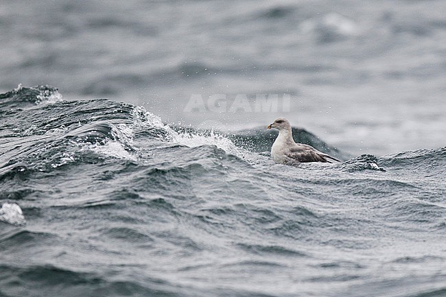 Dark morph of Northern Fulmar ( Fulmarus glacialis glacialis) is swimming at the rough German North Sea. stock-image by Agami/Mathias Putze,