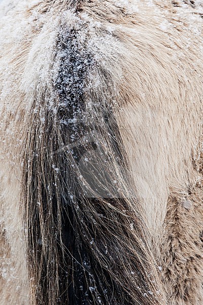 Konik Horse (Equus ferus) tail covered with snow stock-image by Agami/Caroline Piek,