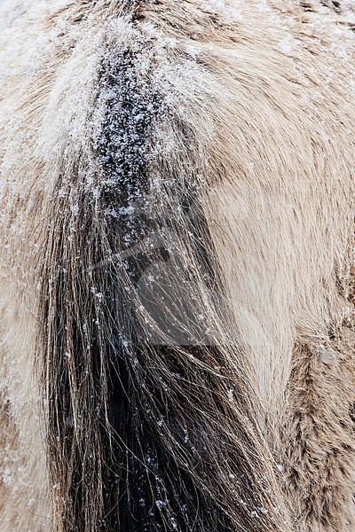 Konik Horse (Equus ferus) tail covered with snow stock-image by Agami/Caroline Piek,
