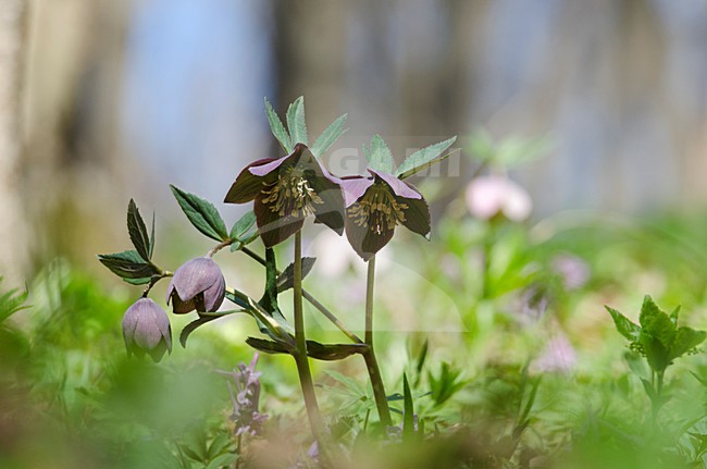 Bloeiende Helleborus, Flowering Hellebore stock-image by Agami/Rob de Jong,
