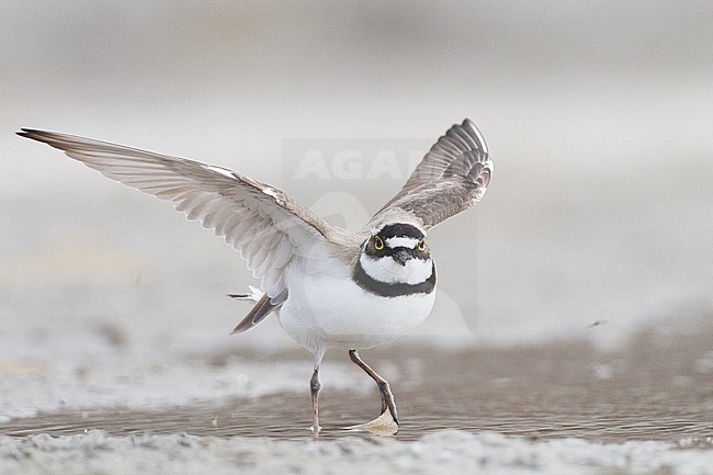  stock-image by Agami/Menno van Duijn,