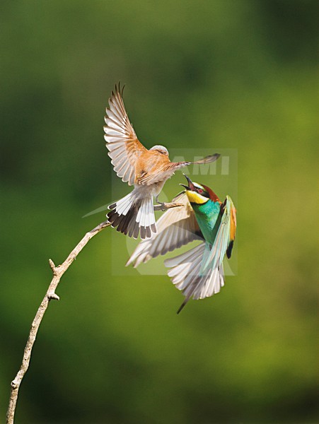 Bijeneter in vlucht; European Bee-eater in flight stock-image by Agami/Marc Guyt,