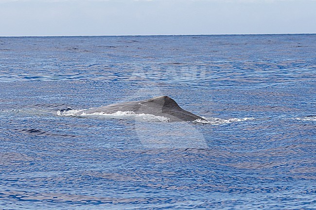 Sperm whale (Physeter macrocephalus) at sea off Madeira, Portugal. The largest of the toothed whales and the largest toothed predator. stock-image by Agami/Pete Morris,