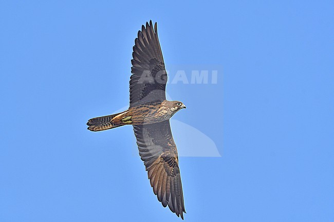 Falco eleonorae, Eleonora's Falcon stock-image by Agami/Eduard Sangster,
