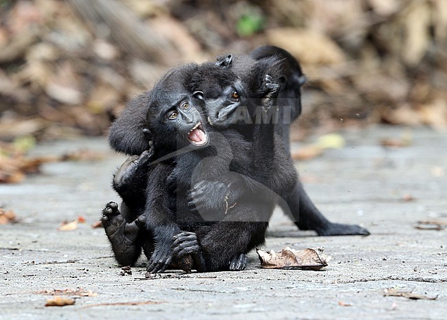 Celebes crested or Sulawesi crested macaque (Macaca nigra) young playing and crying on the road stock-image by Agami/James Eaton,