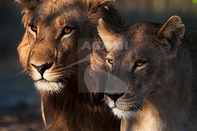 Close up portrait of a lion and lioness, Panthera leo. Chief Island, Moremi Game Reserve, Okavango Delta, Botswana. stock-image by Agami/Sergio Pitamitz,