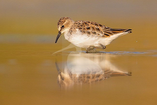 Little Stint (Calidris minuta), side view of an adult standing in the water, Campania, Italy stock-image by Agami/Saverio Gatto,